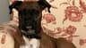 American woman in trouble for registering her dog to vote