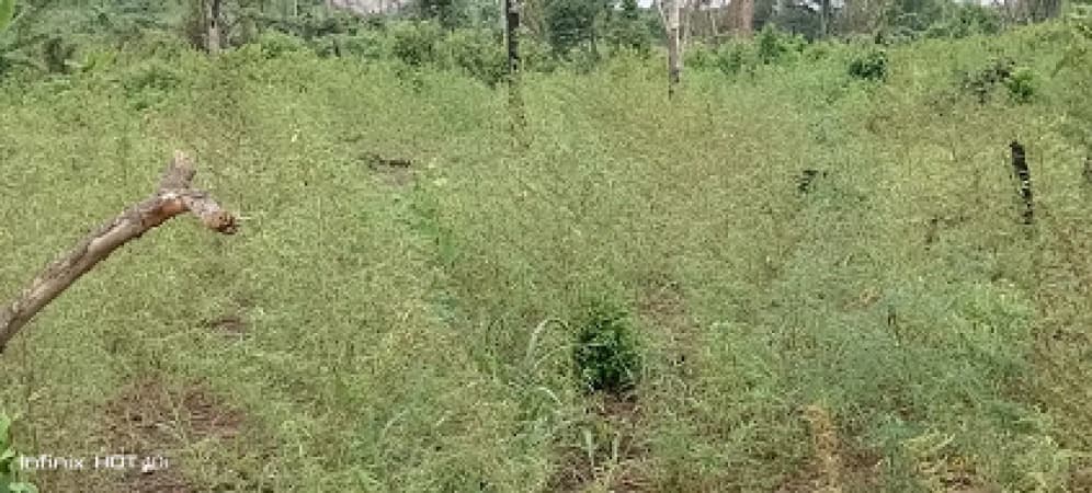 NDLEA arrests four, destroys 18,000kg of cannabis in Edo Forest