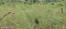 NDLEA arrests four, destroys 18,000kg of cannabis in Edo Forest