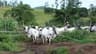 Abia farmer cries out as cows destroy crops, farmland