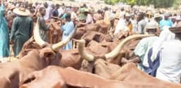 Insecurity: LG chairmen in Kwara South close cattle markets indefinitely