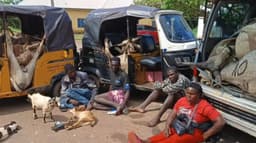 Anambra vigilante busts business network selling animals used for sacrifice, ritual to restaurants