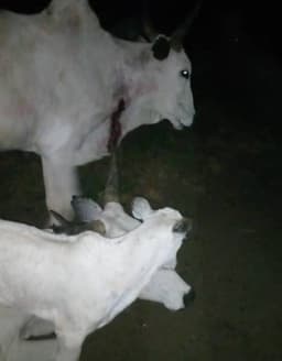 5 killed in Plateau over attack on Fulani cattle