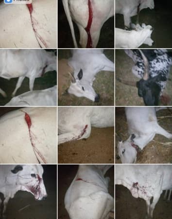 5 killed in Plateau over attack on Fulani cattle