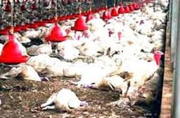 Taraba bans poultry movement as bird flu outbreak hits communities