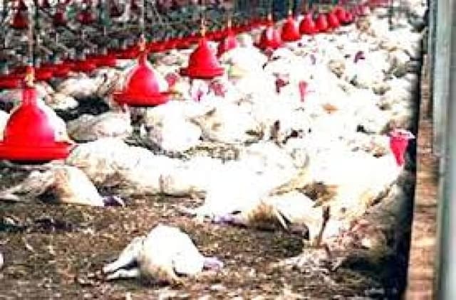 Taraba bans poultry movement as bird flu outbreak hits communities