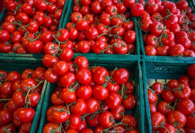FG raises credit guarantee for Tomato farmers to 75%