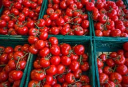 FG raises credit guarantee for Tomato farmers to 75%