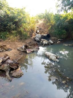 Tension in Benue over alleged attacks on herders, killing of 259 cattle