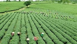 Nigeria’s economy extends 12-month expansion streak – PMI data