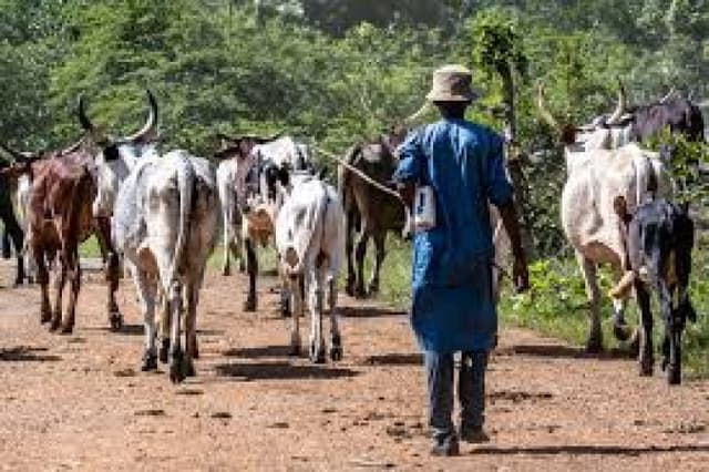 Fulani herder killed, six cows poisoned in separate Plateau farmland incidents
