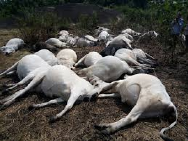Renewed violence in Otukpko as Fulani herder killed, over 20 cows slaughtered in Benue