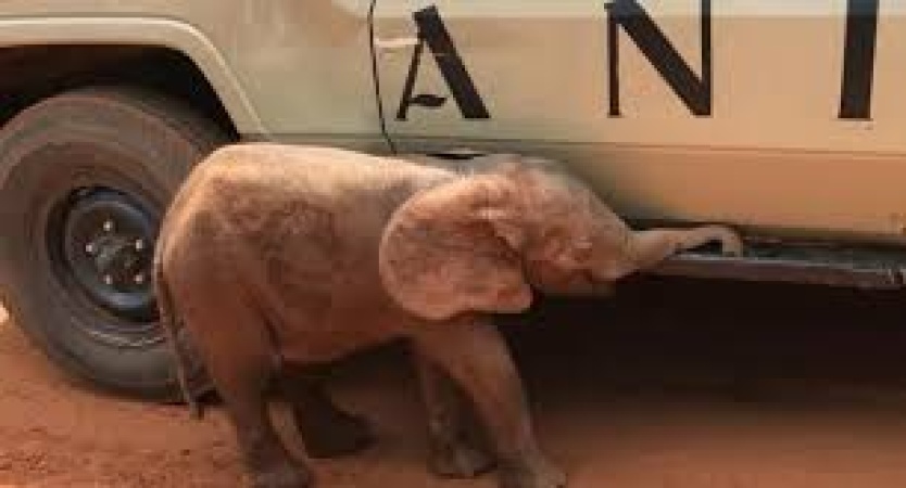 Baby elephant rescue spurs unprecedented conservation drive in Nigeria