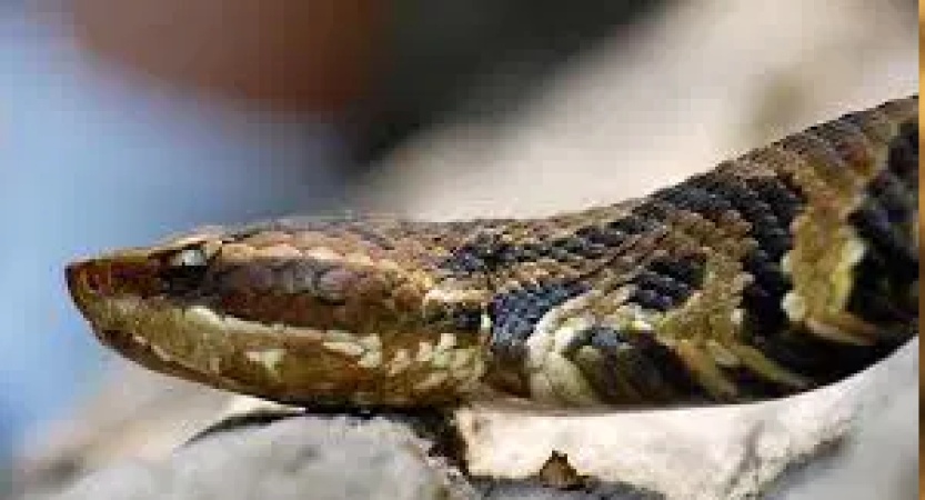 Gombe: 54 die of snake bites in 2025 — Official