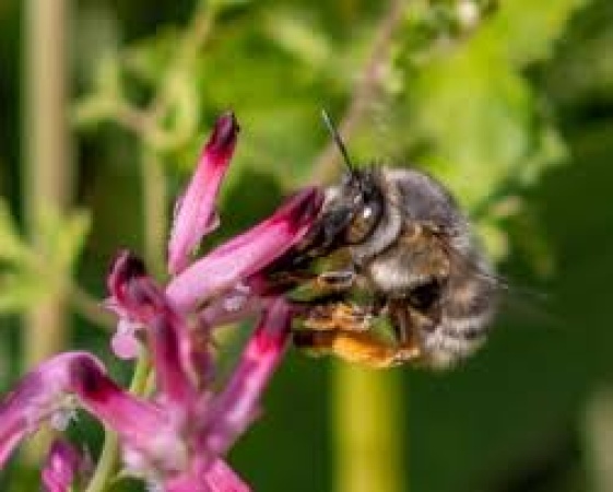 Stingless bees from the Amazon granted legal rights in world first