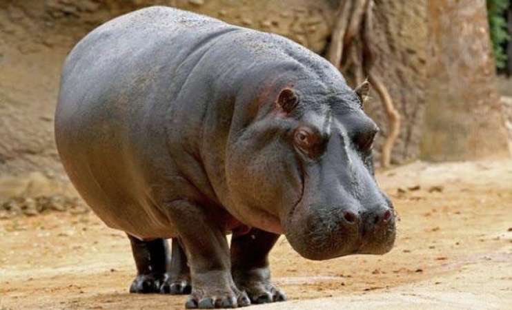 Farmers raise alarm over Hippo attacks on farmlands in Gombe