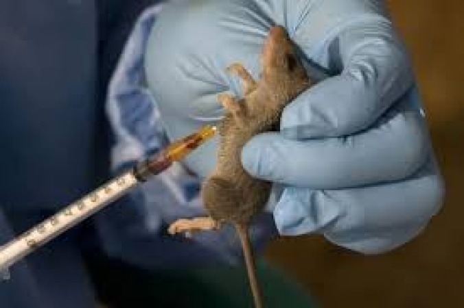 Lassa Fever: Stay away from rats, unhygienic environment, proprietor urges citizens