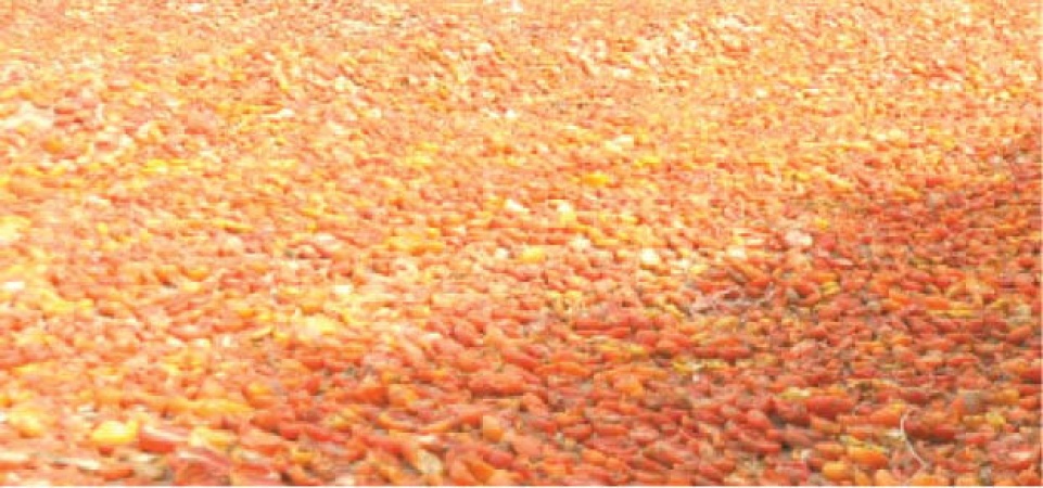 5 months of labour wiped out in 48 hours, Tomato farmers cry out
