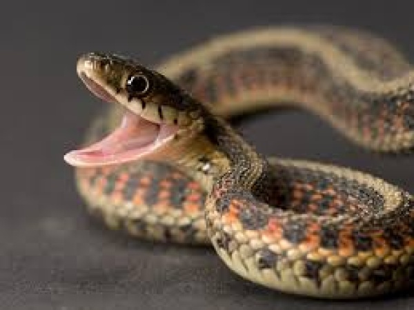 Deaths from snake bites rattle Senate, pharmacists