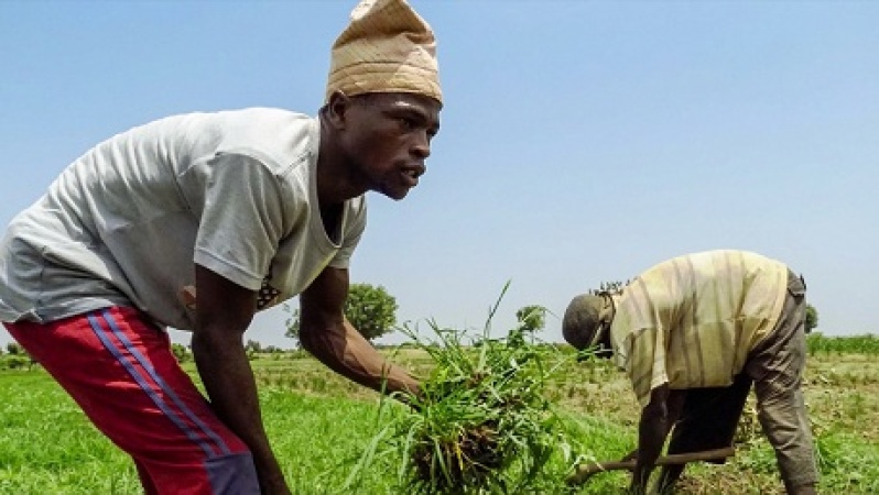 Hope dims for farmers as food inflation slides to 8.89 per cent