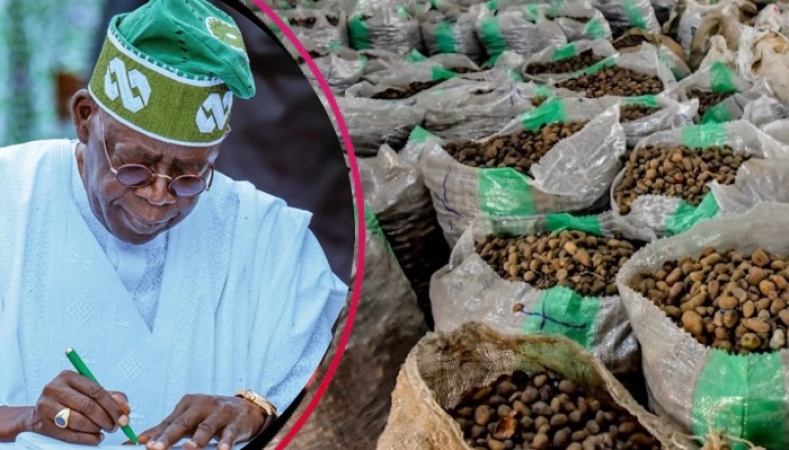 Tinubu Approves Extension Of Ban On Raw Shea Nut Export For One Year