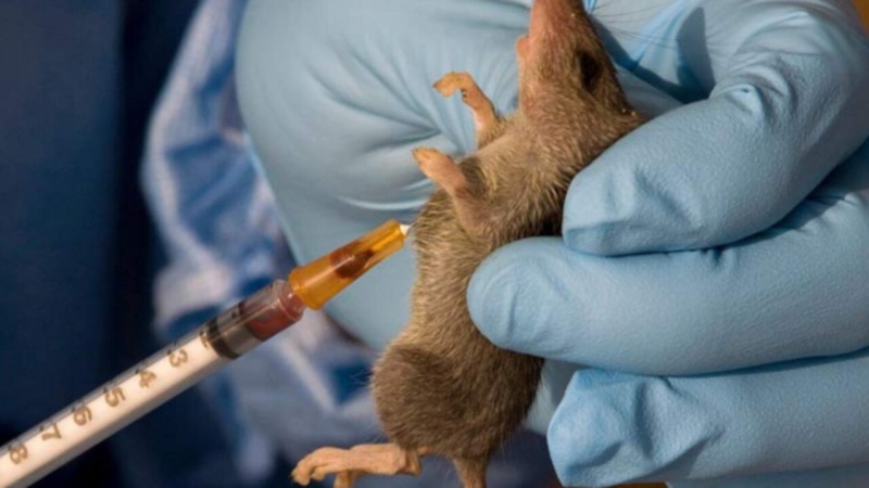 Lassa Fever kills two healthcare workers, eight others in Benue