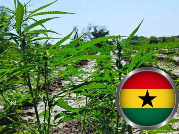 Ghana Approves Cannabis Cultivation For Industrial, Medicinal Use, Opens Licensing To Companies