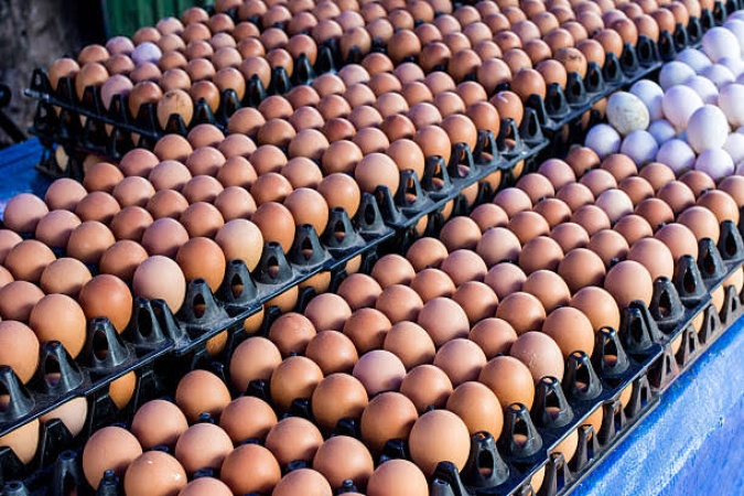 Egg scarcity looms as day-old chick prices surge 67 per cent