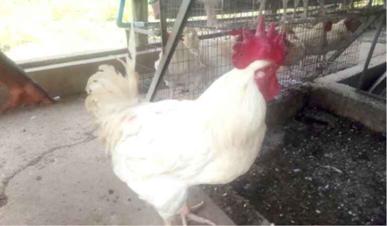 Food security: Nigeria unveils MoorBeta, new indigenous chicken breed
