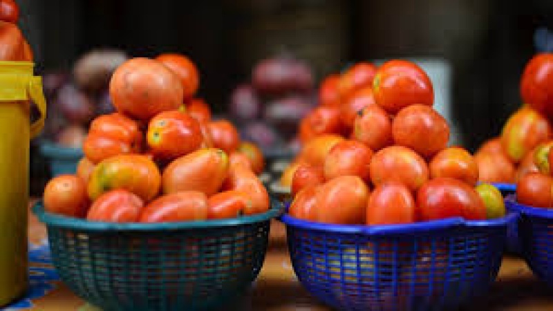 Tomato farmers predict steady price hike from May