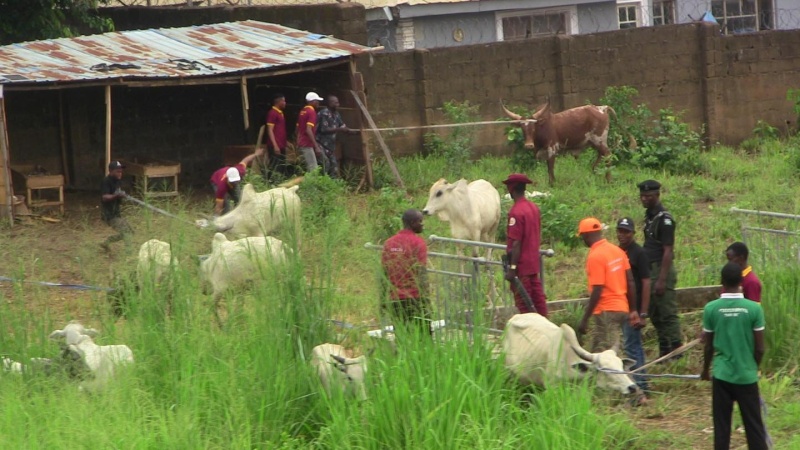 Oyo govt seizes 13 cows in Ibadan Estate over illegal grazing