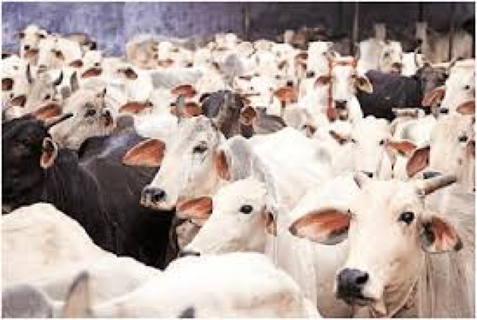 Cow prices hit N2.5m, higher than used cars, butchers lament