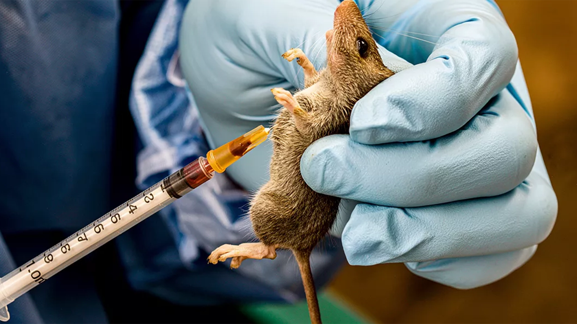 Oyo govt confirms Lassa Fever case, activates response