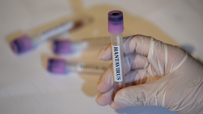WHO chief says no new deaths reported in hantavirus outbreak since May 2