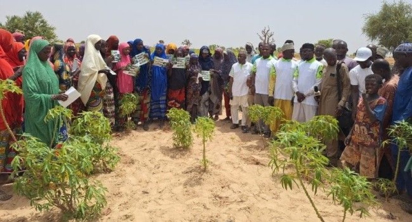 Kebbi farmers warned against deadly cassava mosaic virus
