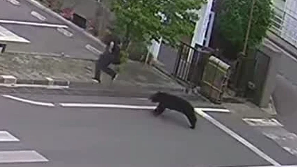 Bear outsmarts police, escapes factory after opening window in Japan