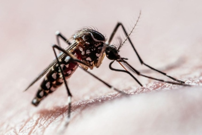 Google seeks approval to release 32 million mosquitoes in US