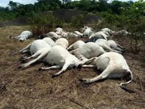   15-year-old herder, 13 cattle killed in fresh Plateau attack