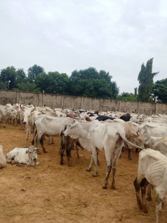 Zamfara: Police raid bandits' hideout, recover 329 cattle, AK-47