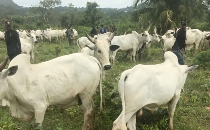 Kogi govt., security forces recover 1,000 rustled livestock in offensive against bandits