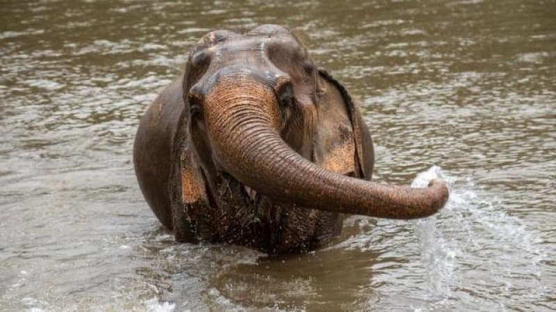 Stressed' elephant gores tourist to death