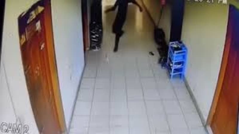 Court issues arrest warrant for cat killer