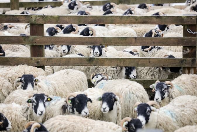 Bird flu detected in sheep in UK for first time