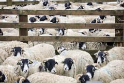 Bird flu detected in sheep in UK for first time