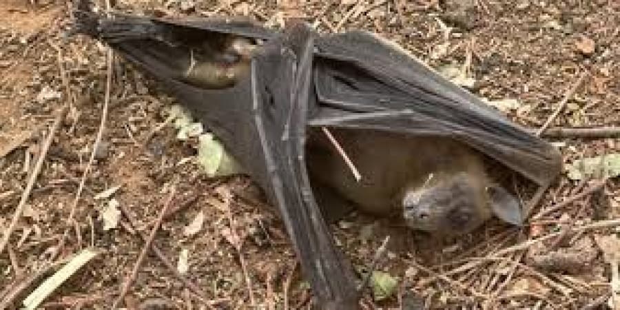Scientists raise alarm over mass killing of migratory bats at Kaduna Assembly