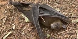 Scientists raise alarm over mass killing of migratory bats at Kaduna Assembly