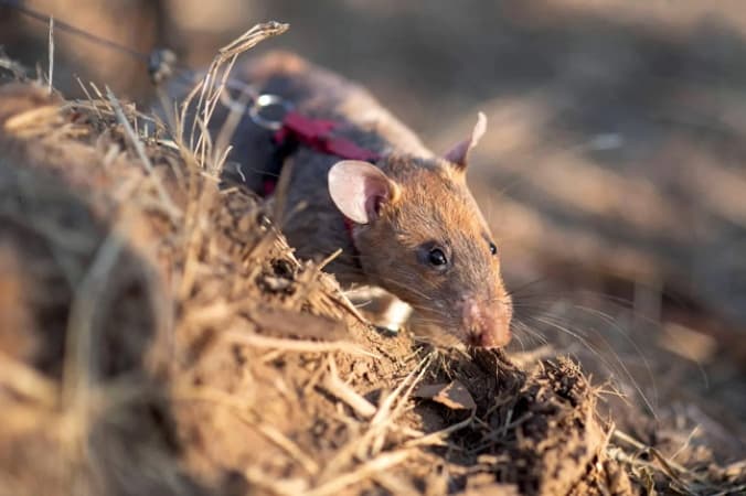 African rat breaks record, discovers 109 landmines in Cambodia