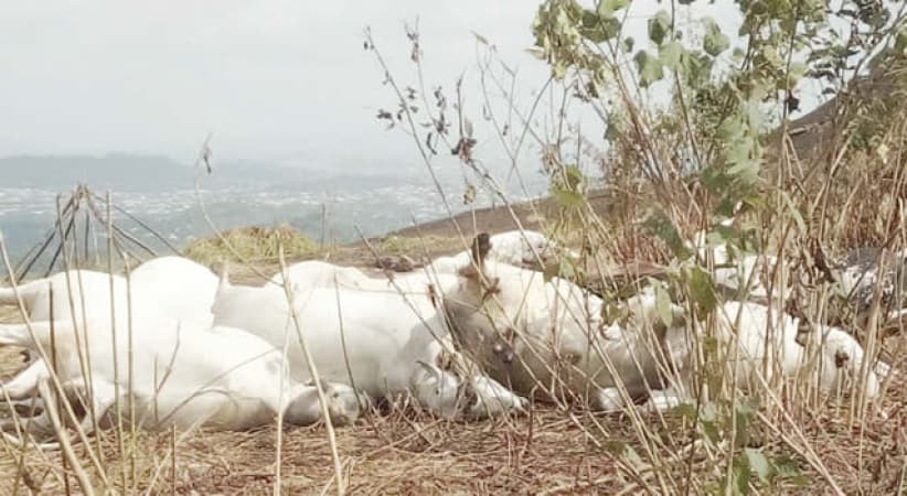 36 cows killed in Plateau, 42 poisoned