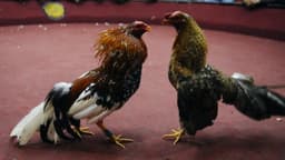 12 confirmed dead as gunmen open fire during cockfight