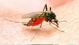 Malaria kills 9 Nigerians every hour ? SFH